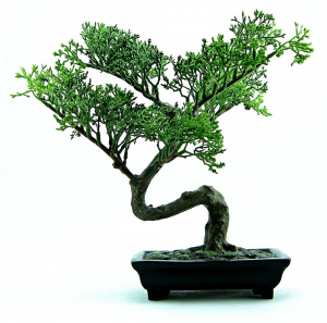 A bonsai tree