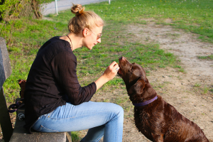 Treats are a performance management system for dogs